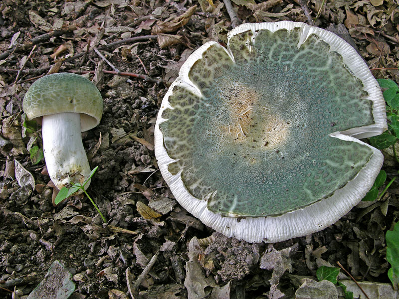 Russula virescens